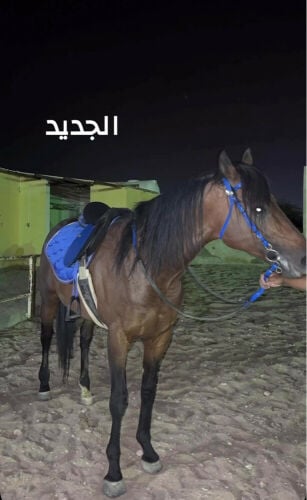 حصين الهاجري
