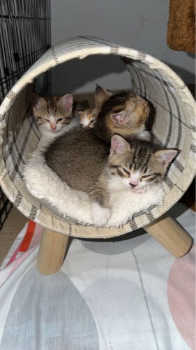 five kittens + mother for adoption 