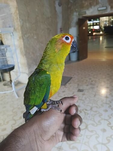 sun conure
