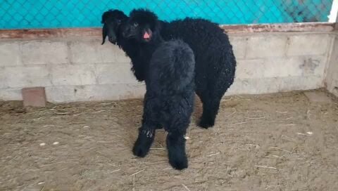 رخال عرب طالعه من مراح طيب.