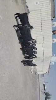 للبيع معزا عوارض دفيع شرط