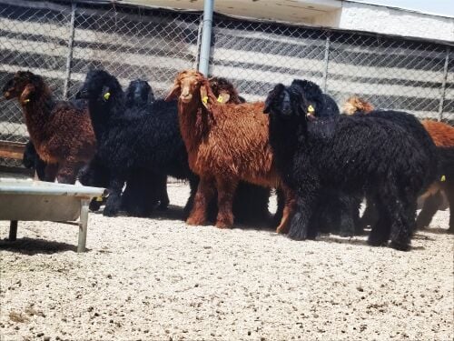 للبيع طليان عرب زبائح سمان فل