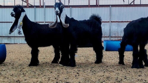 للبيع جمد عوارض طيبه 