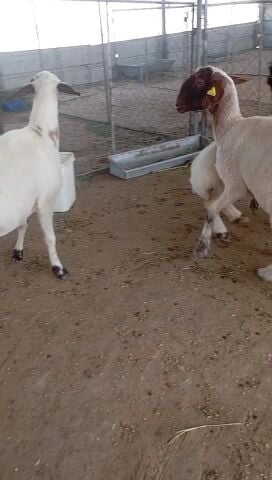 للبيع شويهات سورية طيبة