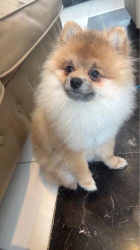 Pomeranian dog