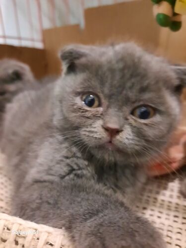 Scottish Fold  ( male )