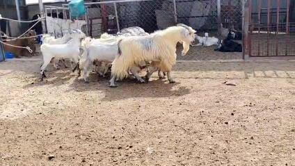 للبيع معزا فوارس طيبه