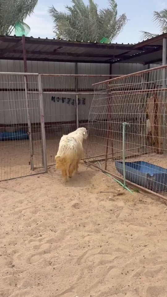 جذع حبصي فل