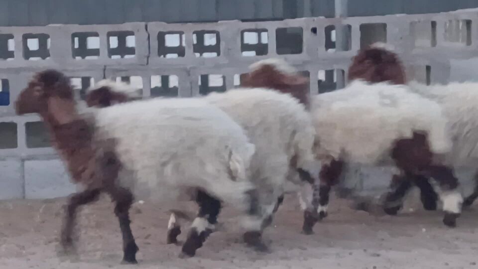 للبيع رخال سوريه طيبه