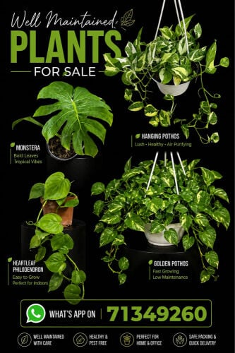 Holland money plant 