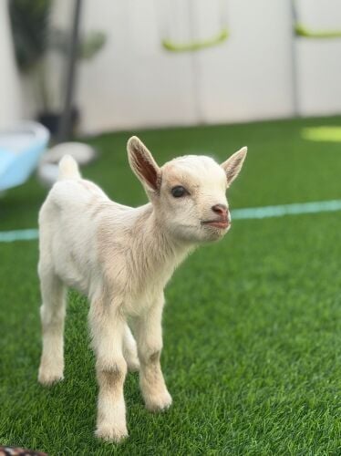American dwarf goat