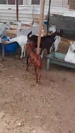 جمدة عمانية حمرا 