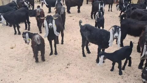 وليد وجمد عوارض