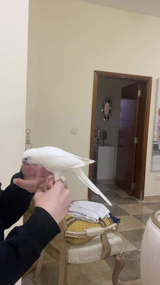 Albino Monk parakeets/quakers