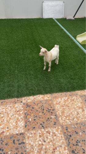 ماعز قزم امريكي 