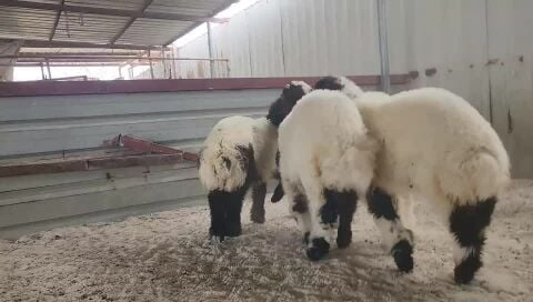 اللببع رخال وخروف طيبه