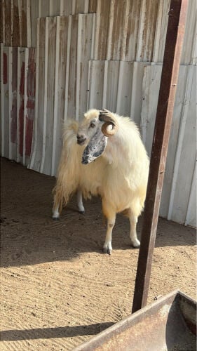 للبيع تيس فحل