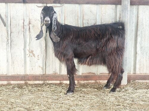 للبيع عنز عارضيه طيبه