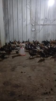 دجاج بلدي 