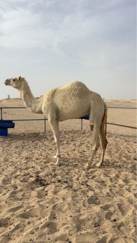 بكره وضحى 