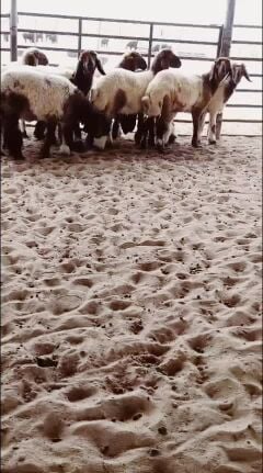 للبيع رخال سوريه صنف