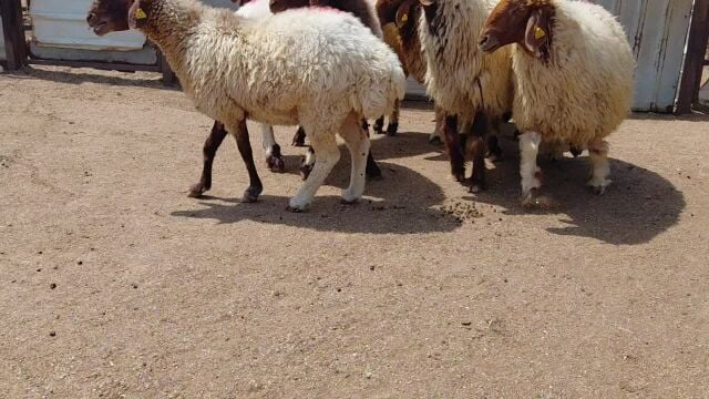 غنم طيبه مقنوي دفيع