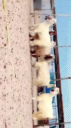 للبيع معزه عوارض صفر وحمر دفيع