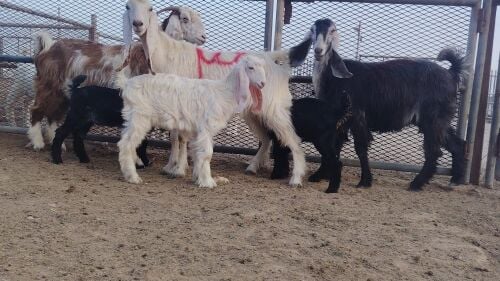 للبيع معزا عوارض وليد طيب