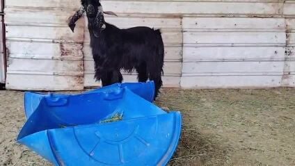 للبيع فحل عرضي طيب فاخر شكل وجرم