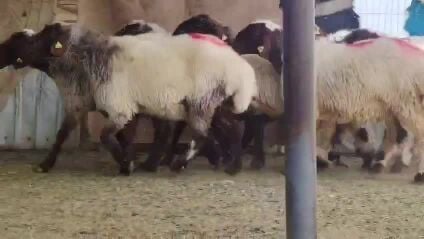 للبيع شويهات سوريه دفيع شرط