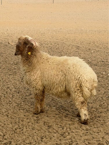 جذعان طيبه وعلى فحول طيبه 