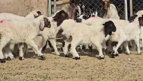 للبيع طليان ورخال طيبه