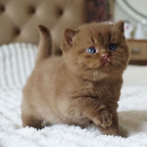 British Short Hair Kitten