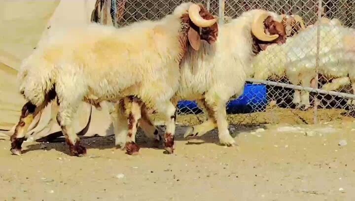 للبيع فحوله سوريه صنف طيبه