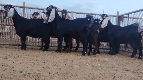 للبيع معزه عوارض فاخره طيبه