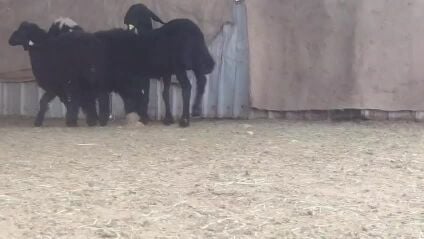 للبيع رخال عرب طيبة