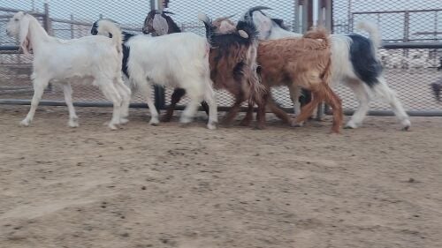 للبيع جمد عوارض ملونه طيبه