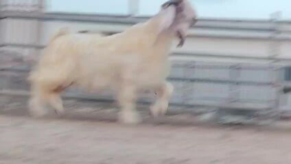 للببع  تيس فحل طيب حااااار