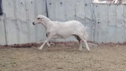 للليع شاه طمطم برصاء دافع