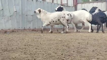 للبيع شوهات بربر ملونه طيبه