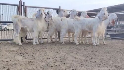 للبيع جمد عوارض بيض اباكير