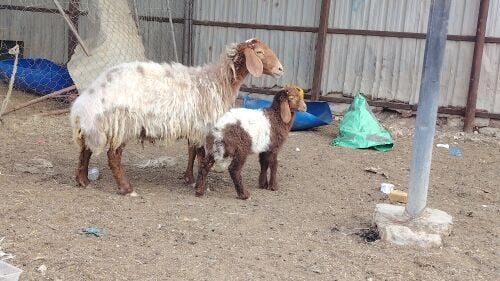 للبيع شاه سوريه وليد طيبه