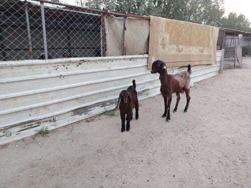 عنز شامية وليد