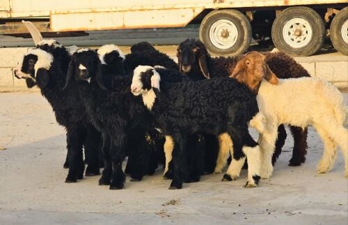 للبيع خرفان ورخال