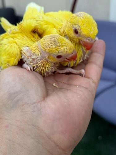 yellow ring neck jambo size