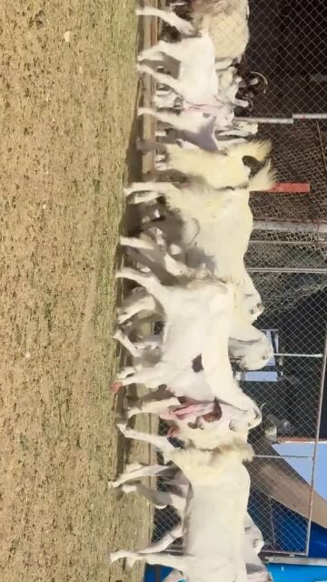 للبيع معزه مطورات وليد طيبه 