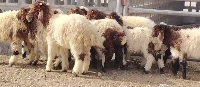 طليان و رخال تربيه فوق الوسط