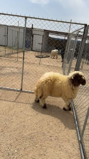 خروف يضحي فاخر 