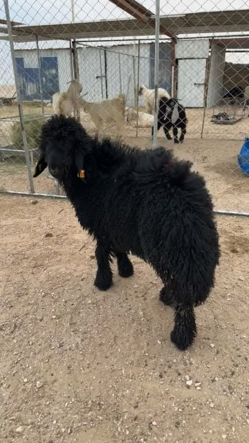 خروف يضحي فاخر