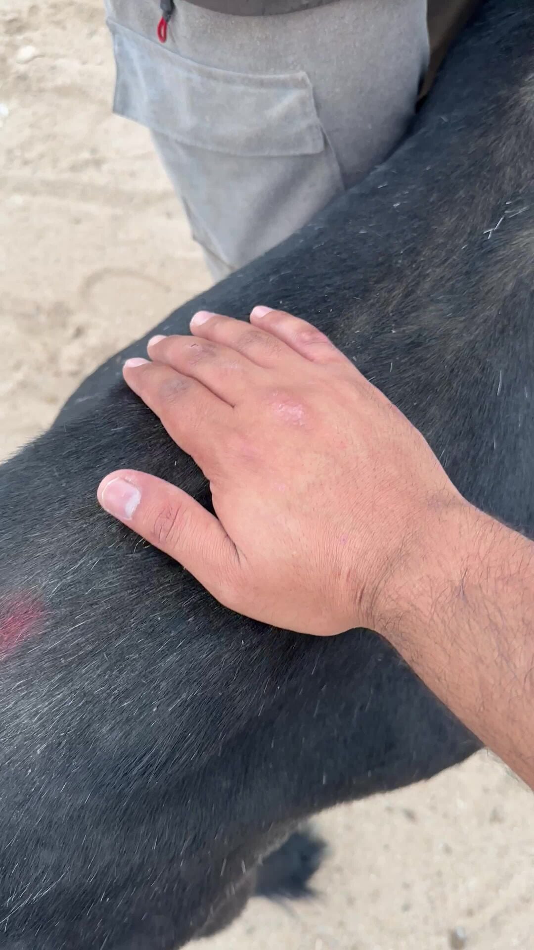 عنز عارضيه سمينه 